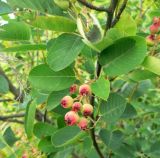 Amelanchier spicata