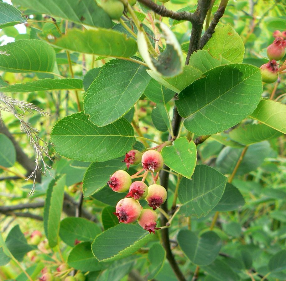 Image of Amelanchier spicata specimen.