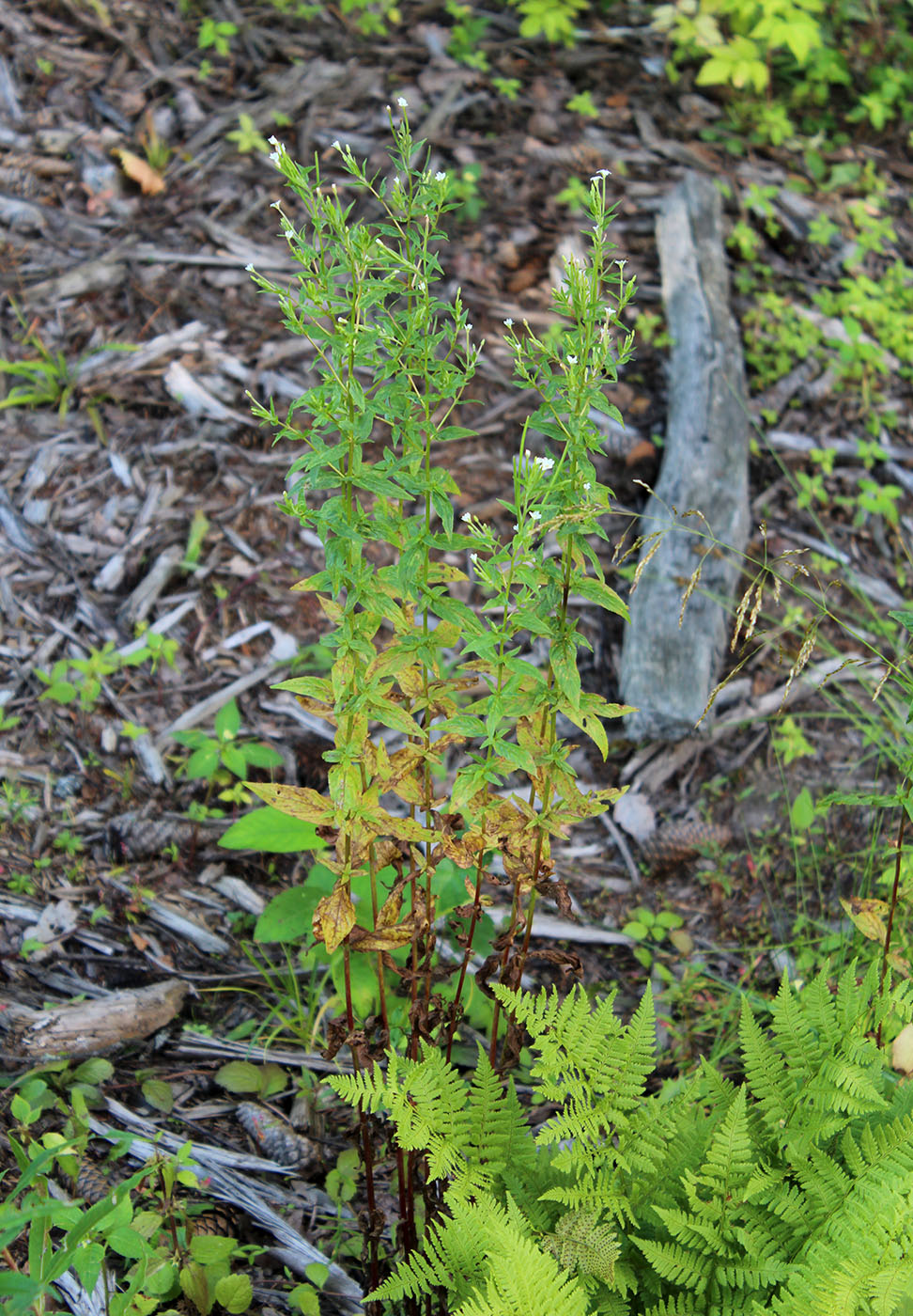 Image of Epilobium pseudorubescens specimen.
