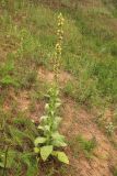 Verbascum thapsus