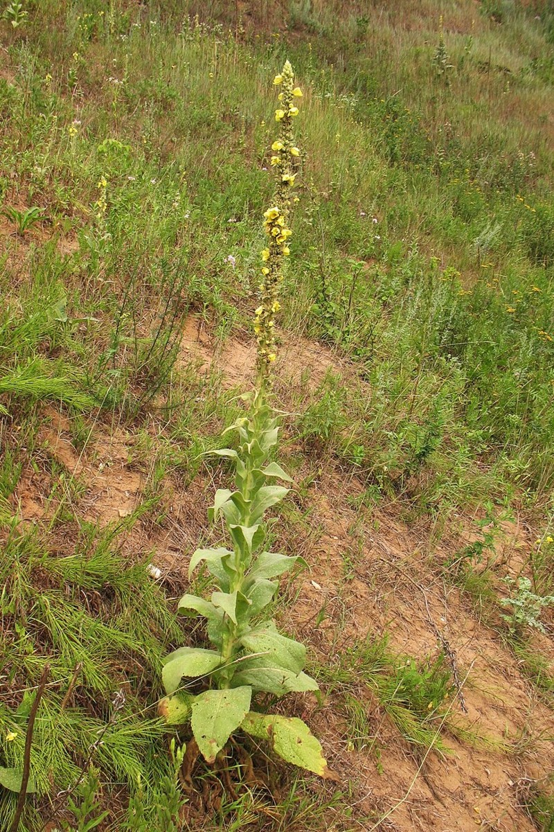 Изображение особи Verbascum thapsus.