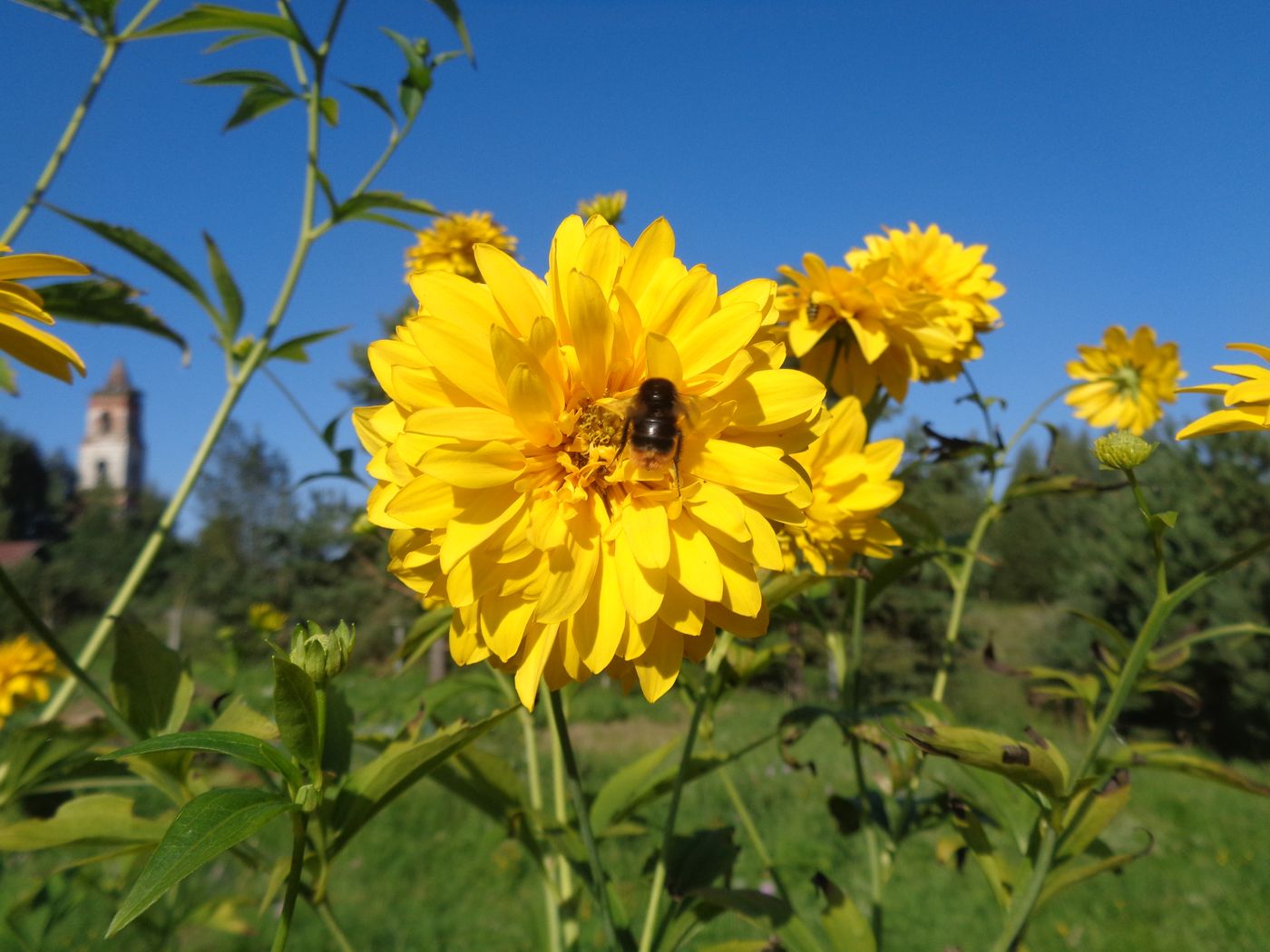 Image of Rudbeckia laciniata var. hortensia specimen.