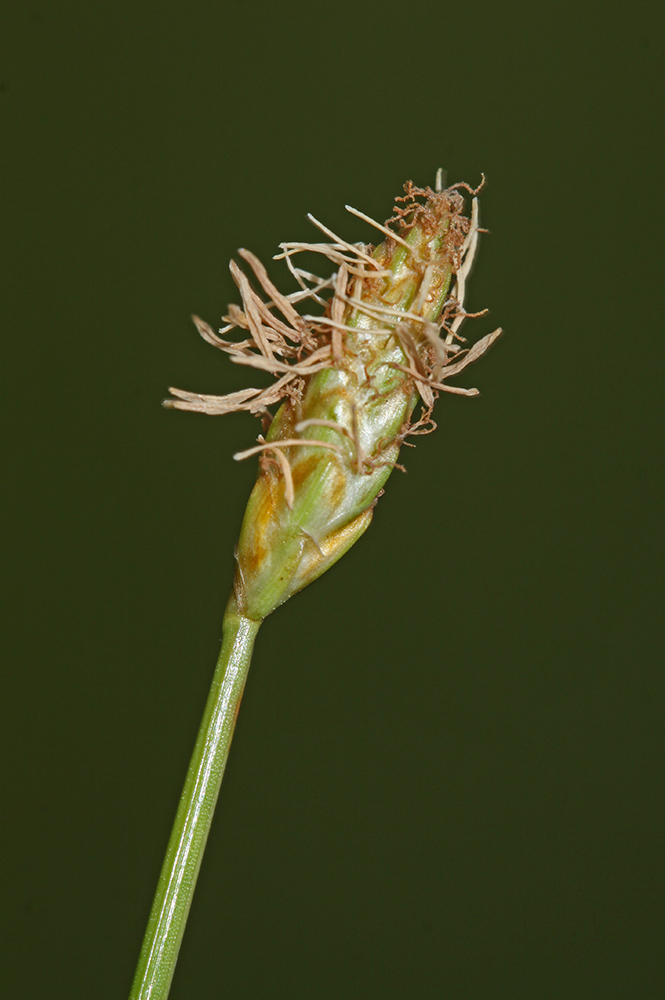 Image of Eleocharis wichurae specimen.