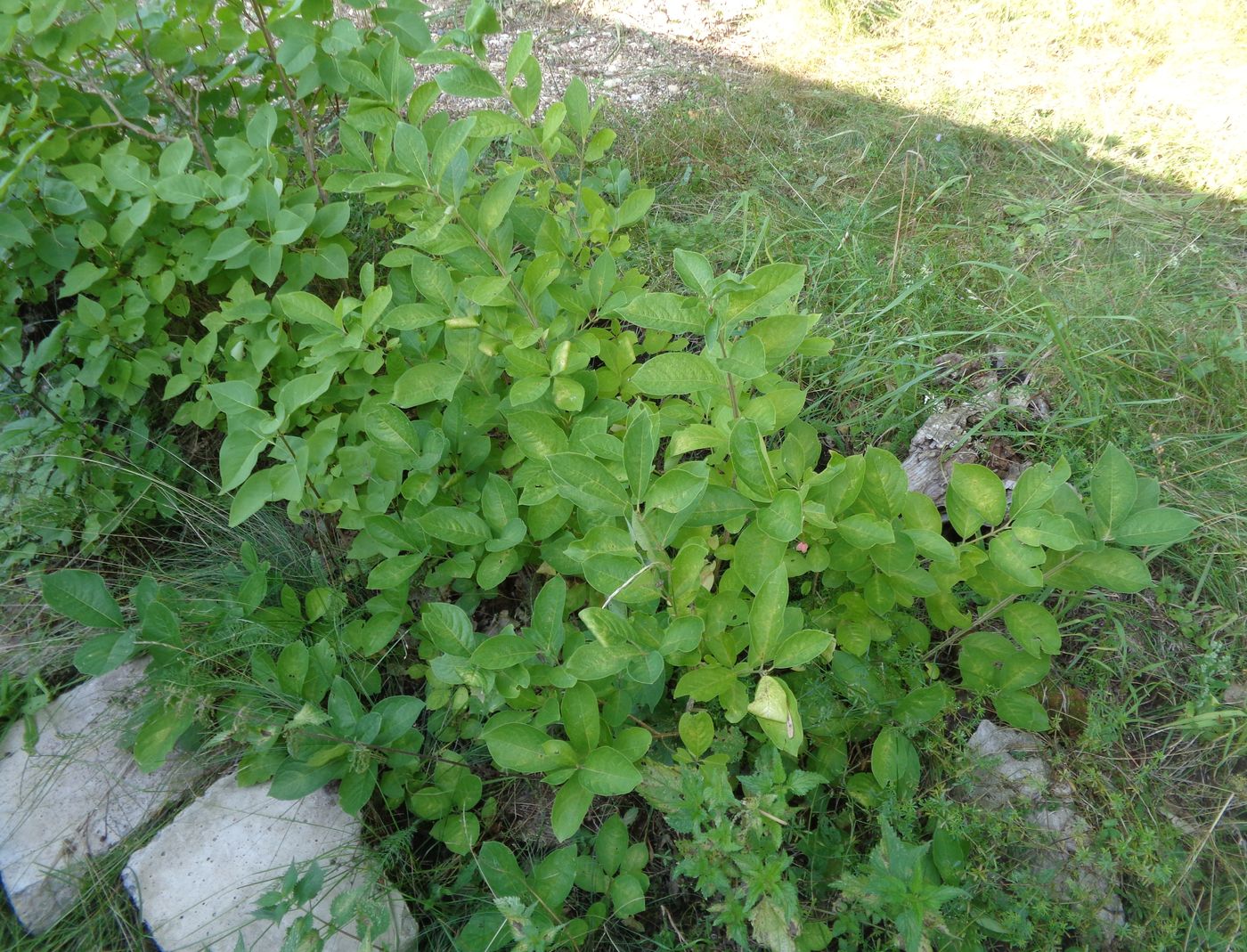 Image of Euonymus europaeus specimen.