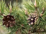 Pinus sylvestris subspecies hamata. Раскрывшиеся прошлогодние шишки. Северная Осетия, Алагирское ущелье, Нарская котловина, окр. пос. Нар, склоны Бокового хребта, 1730 м н.у.м. 07.05.2010.