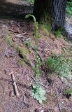 Turritis glabra. Цветущее растение. Грузия, нижняя часть Боржоми-Харагаульского национального парка, хвойный лес. 24.05.2018.