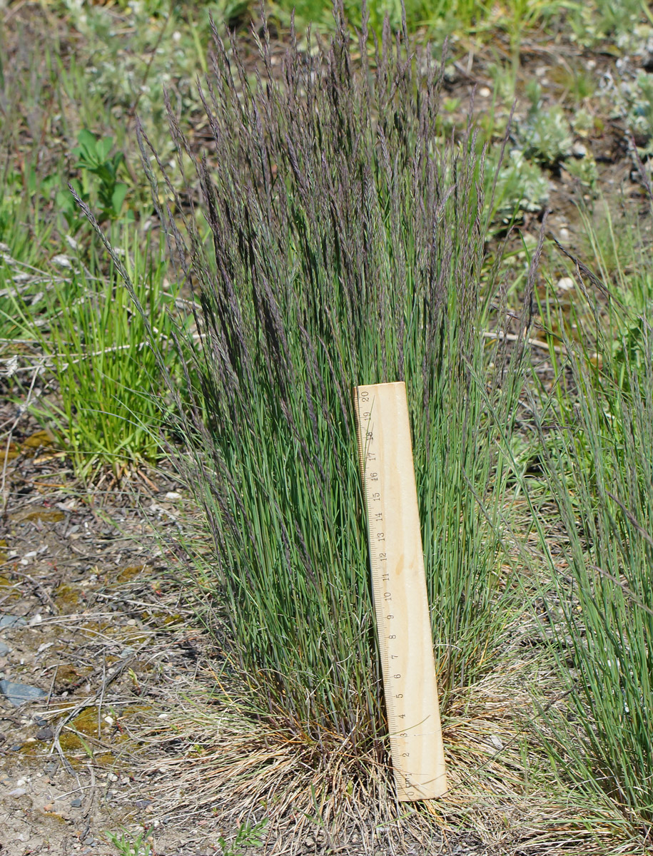 Image of Festuca valesiaca specimen.