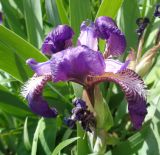 Iris aphylla