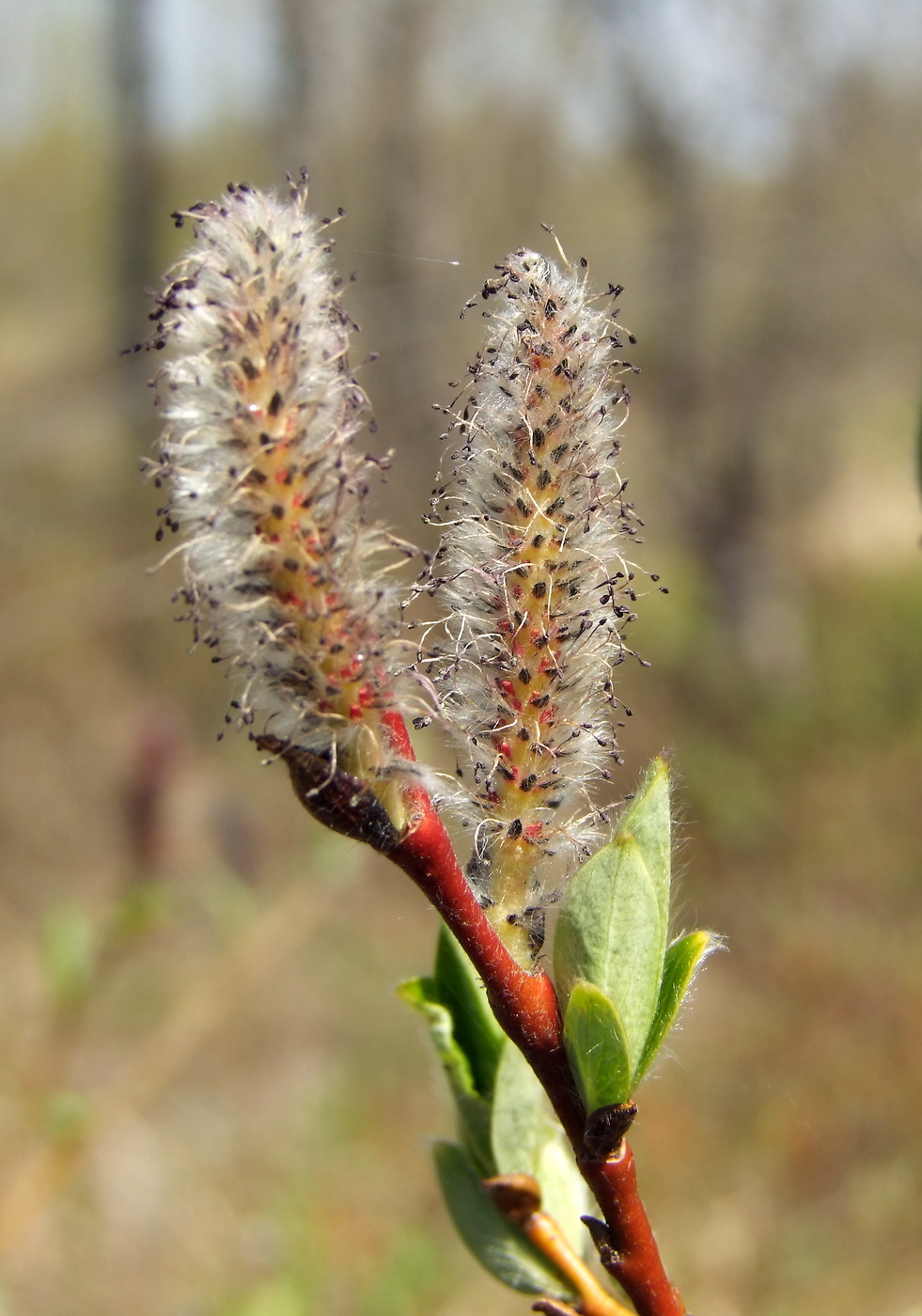 Изображение особи Salix saxatilis.