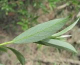 Salix alba
