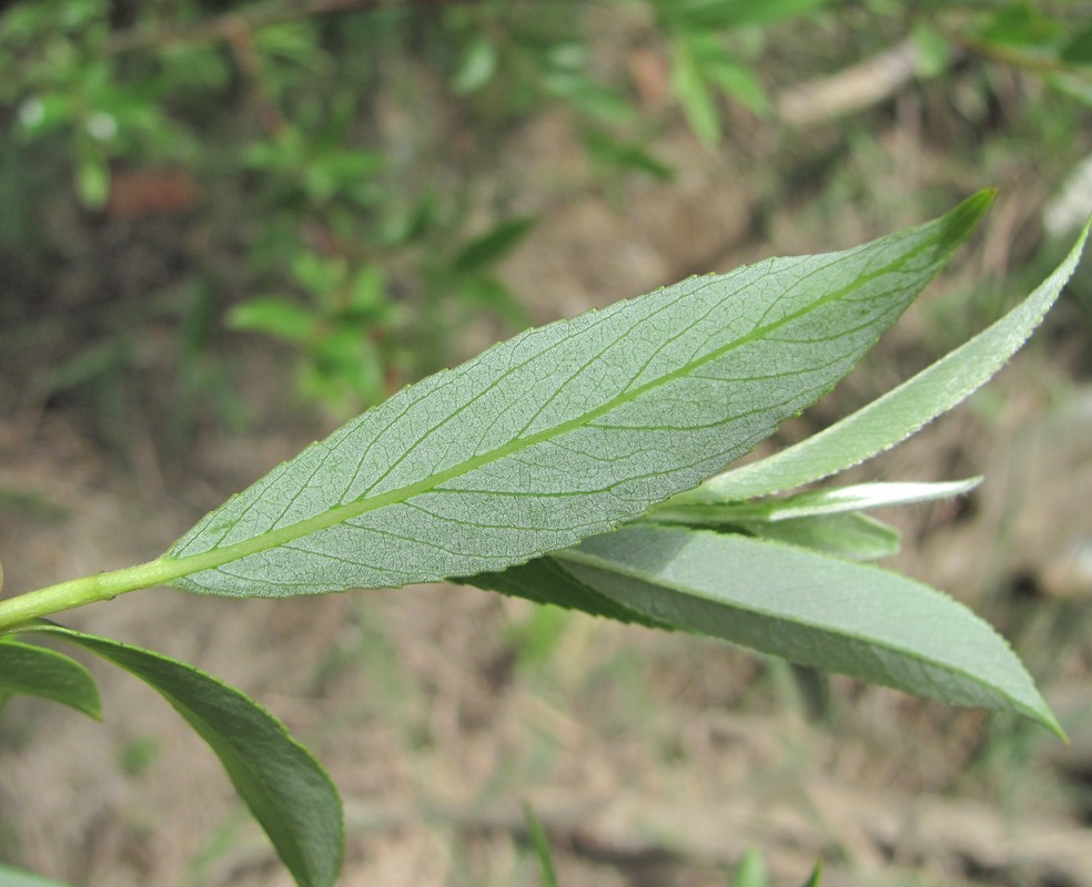 Image of Salix alba specimen.