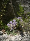 Campanula mirabilis