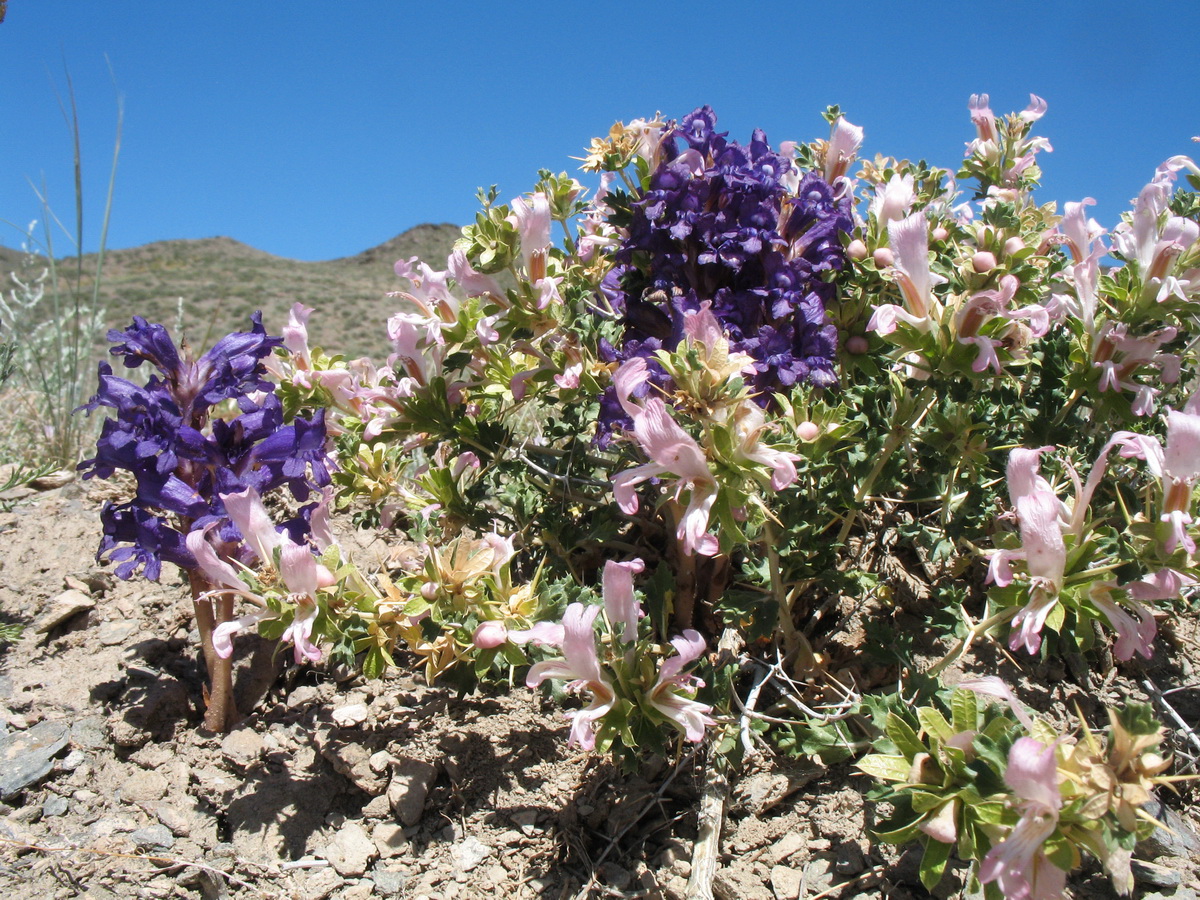 Image of Orobanche amoena f. colossea specimen.