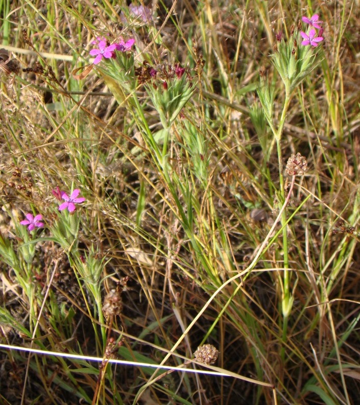 Image of Dianthus armeria specimen.