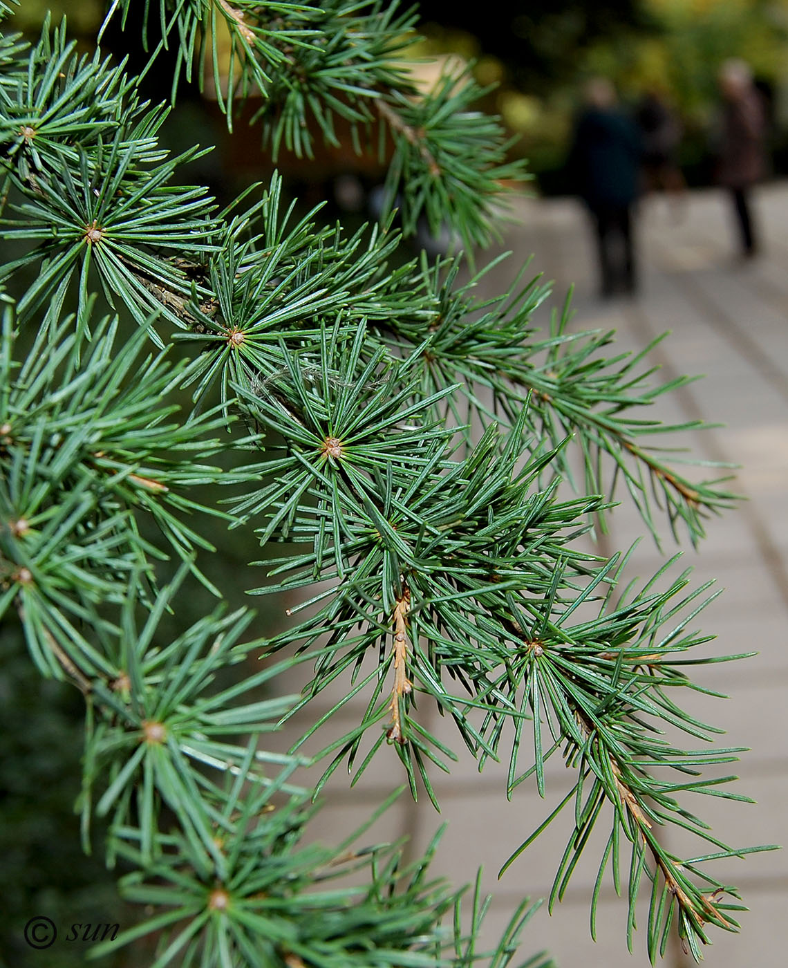 Изображение особи Cedrus libani.