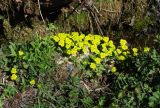 Chrysosplenium sibiricum