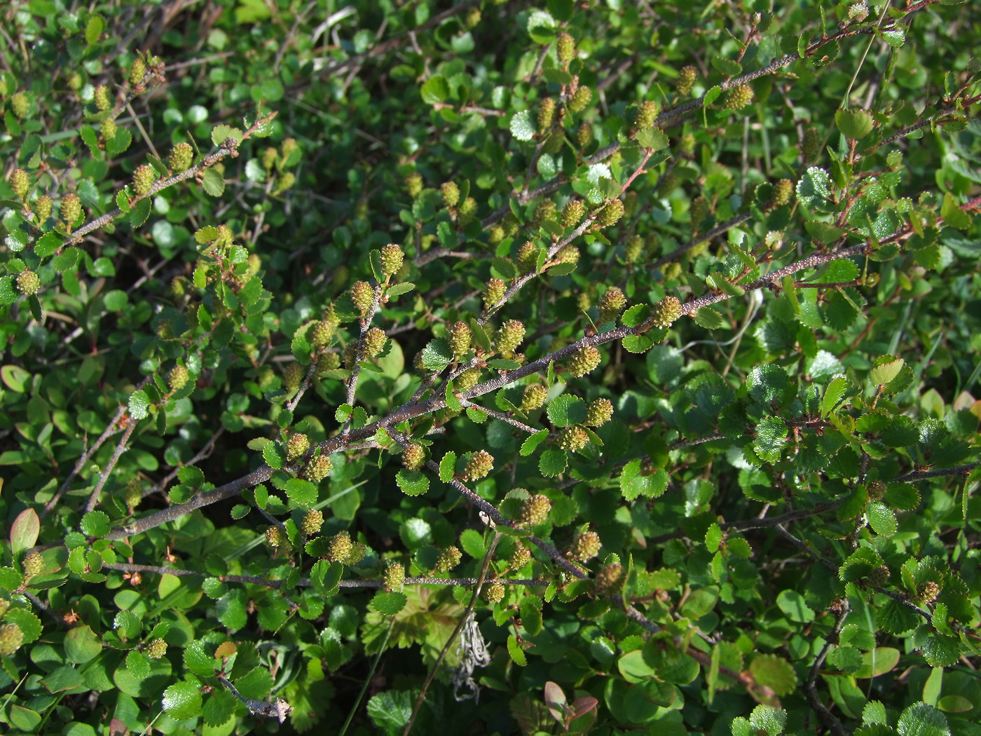 Image of Betula exilis specimen.