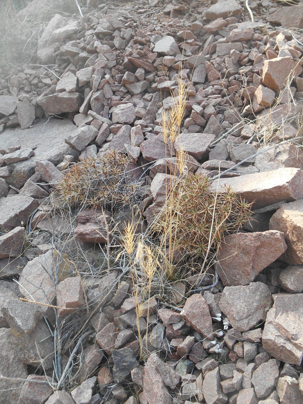 Image of Taeniatherum crinitum specimen.