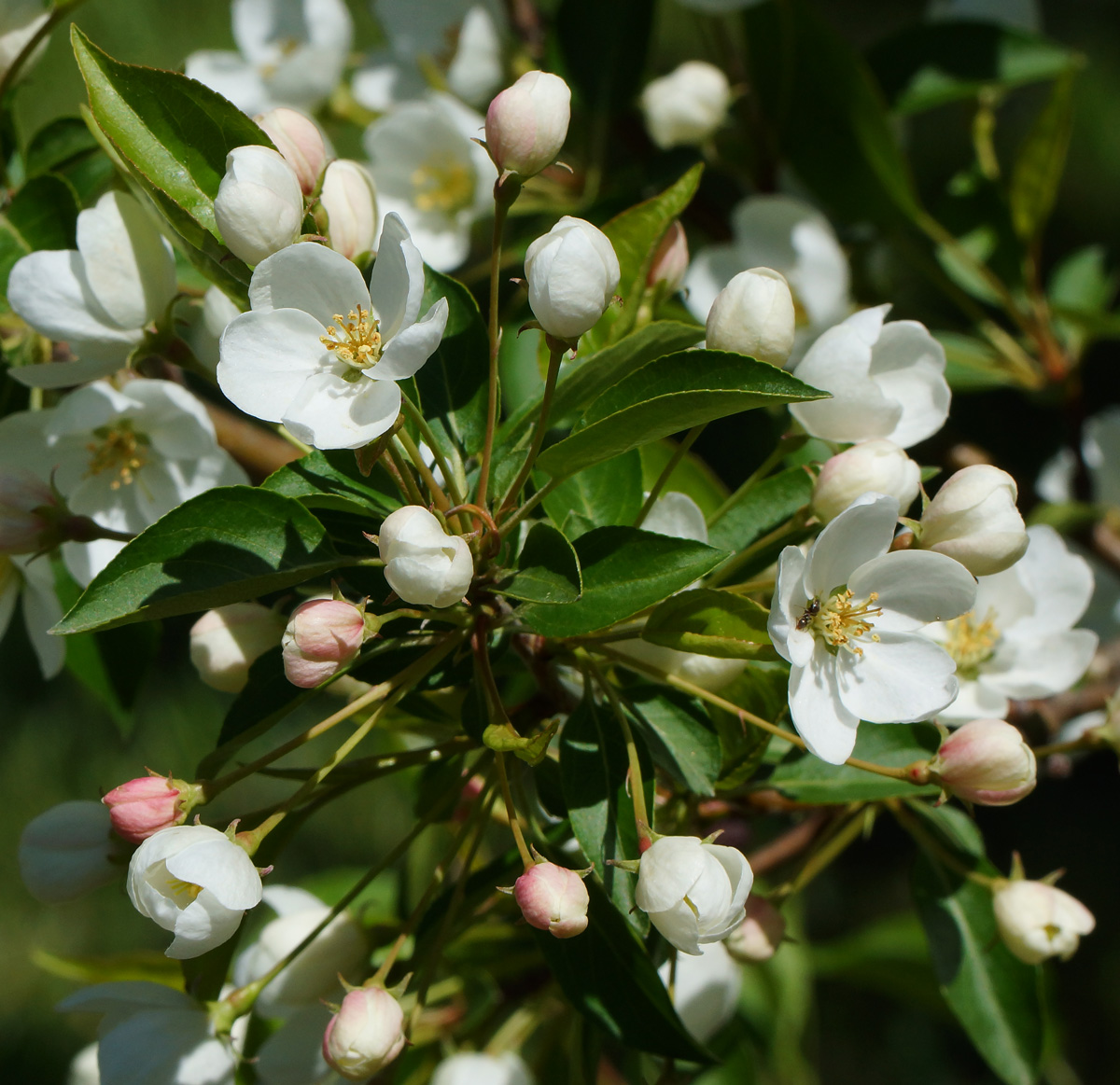 Image of Malus prunifolia specimen.