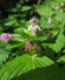 Galeopsis bifida