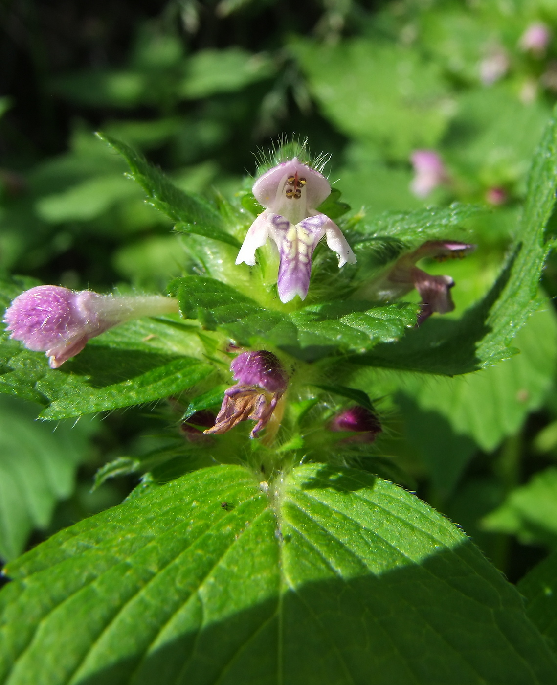 Изображение особи Galeopsis bifida.