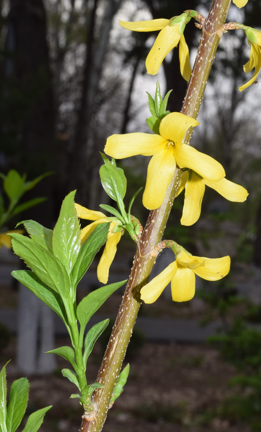 Image of Forsythia viridissima specimen.