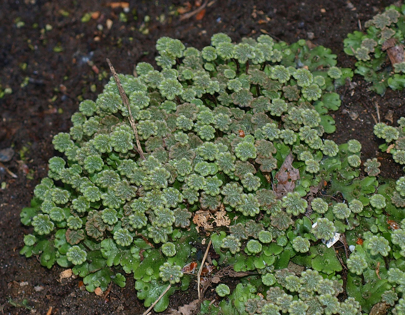 Изображение особи Marchantia polymorpha.