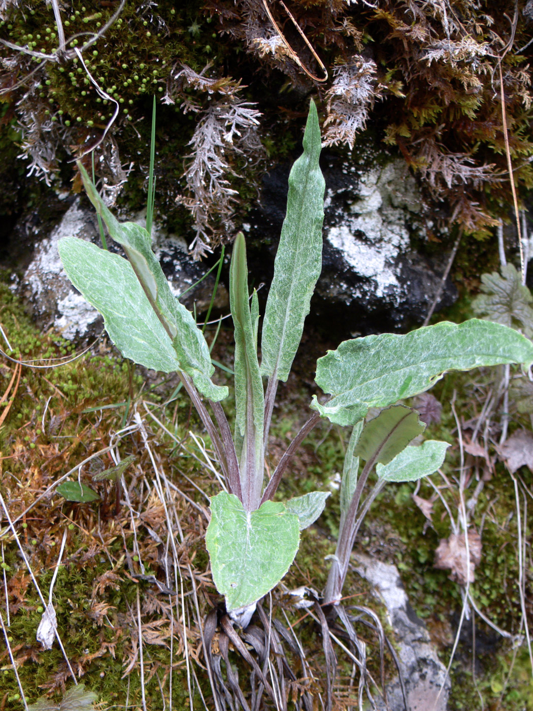 Image of Saussurea controversa specimen.