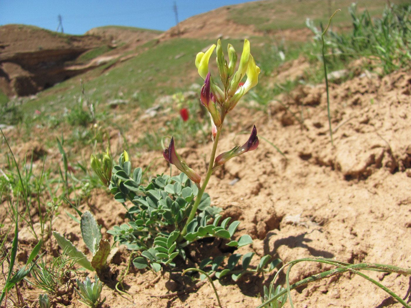 Изображение особи Astragalus cottonianus.