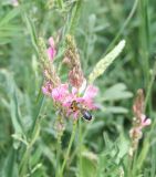 Onobrychis viciifolia