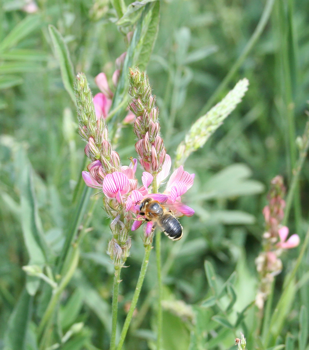 Image of Onobrychis viciifolia specimen.