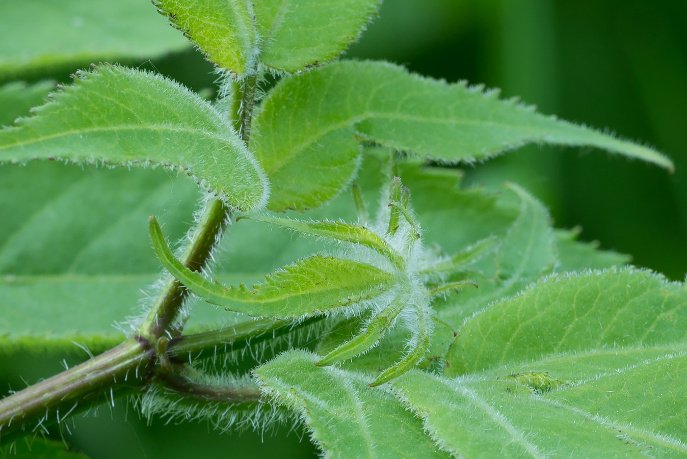 Image of Sambucus sibirica specimen.