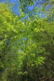 Fagus orientalis. Ветви с молодой листвой. Краснодарский край, Черноморское побережье Кавказа, м/о город-курорт Геленджик, Маркотхский хребет, окр. горы Мухины Поляны, буковый лес, выс. ≈ 620 м н.у.м. 27 апреля 2018 г.