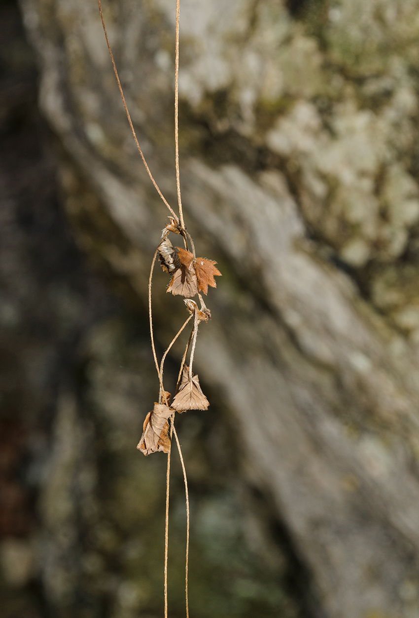 Image of genus Fragaria specimen.