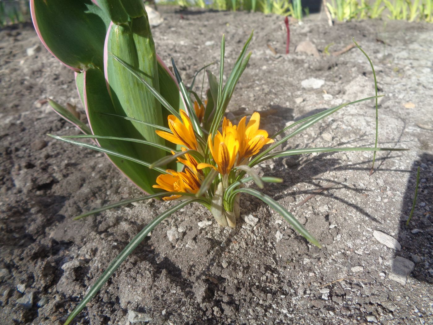 Image of genus Crocus specimen.