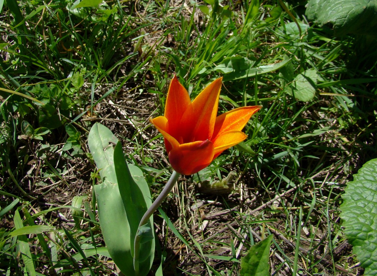 Image of Tulipa anadroma specimen.