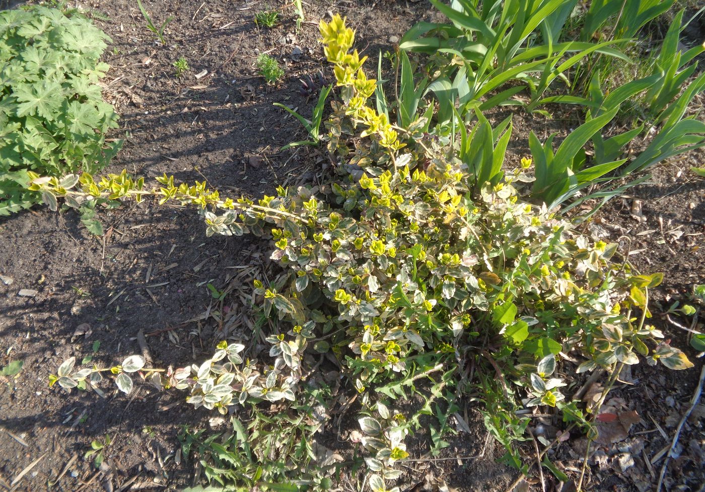 Image of Euonymus fortunei specimen.