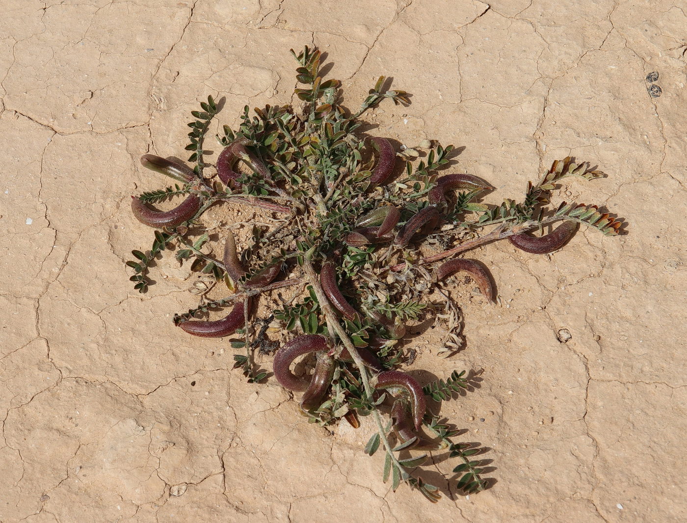 Image of Astragalus hamosus specimen.