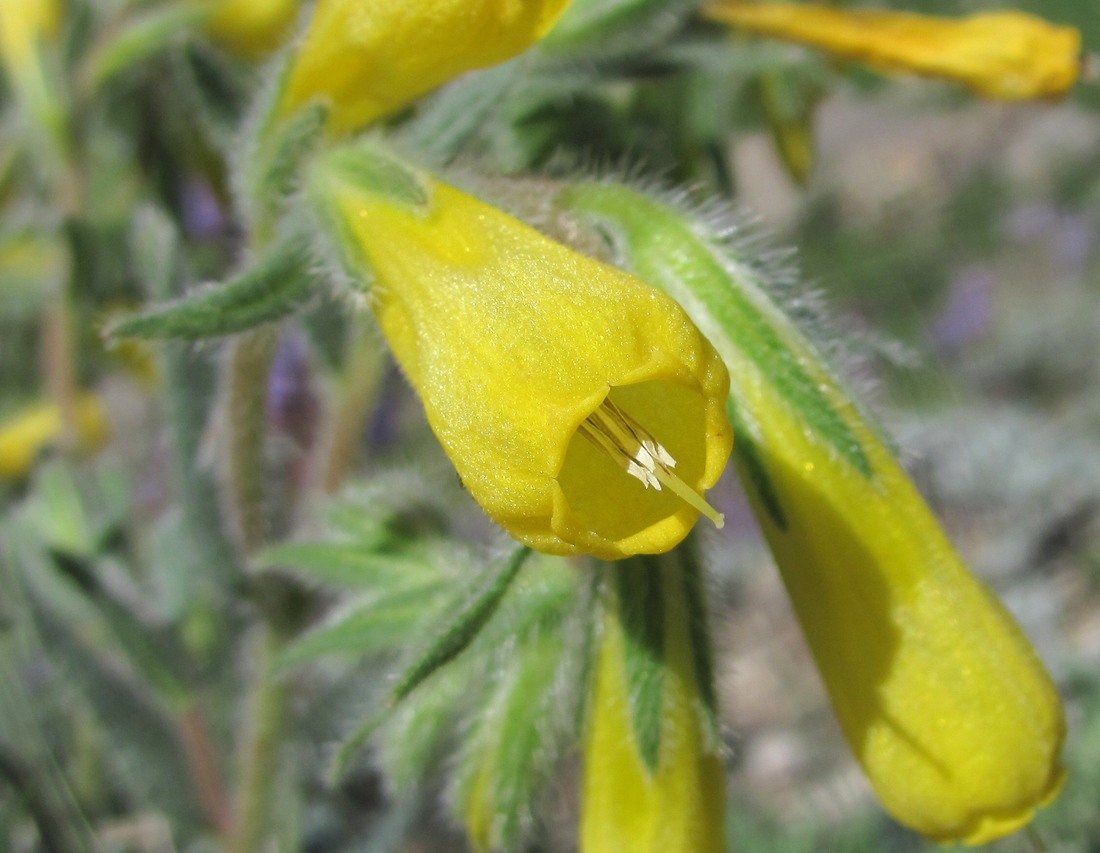 Изображение особи Onosma caucasica.