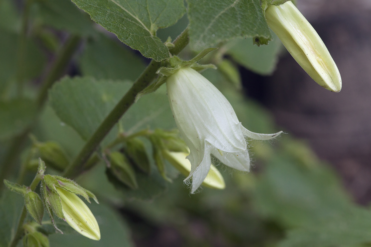 Image of Campanula alliariifolia specimen.