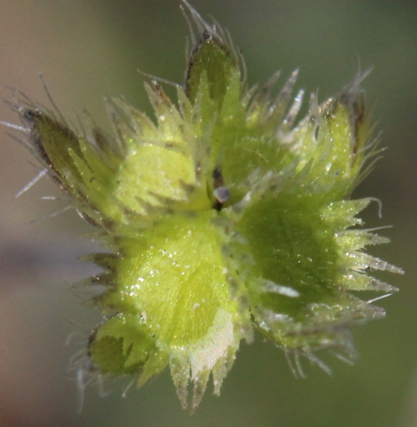Изображение особи Eritrichium pectinatum.