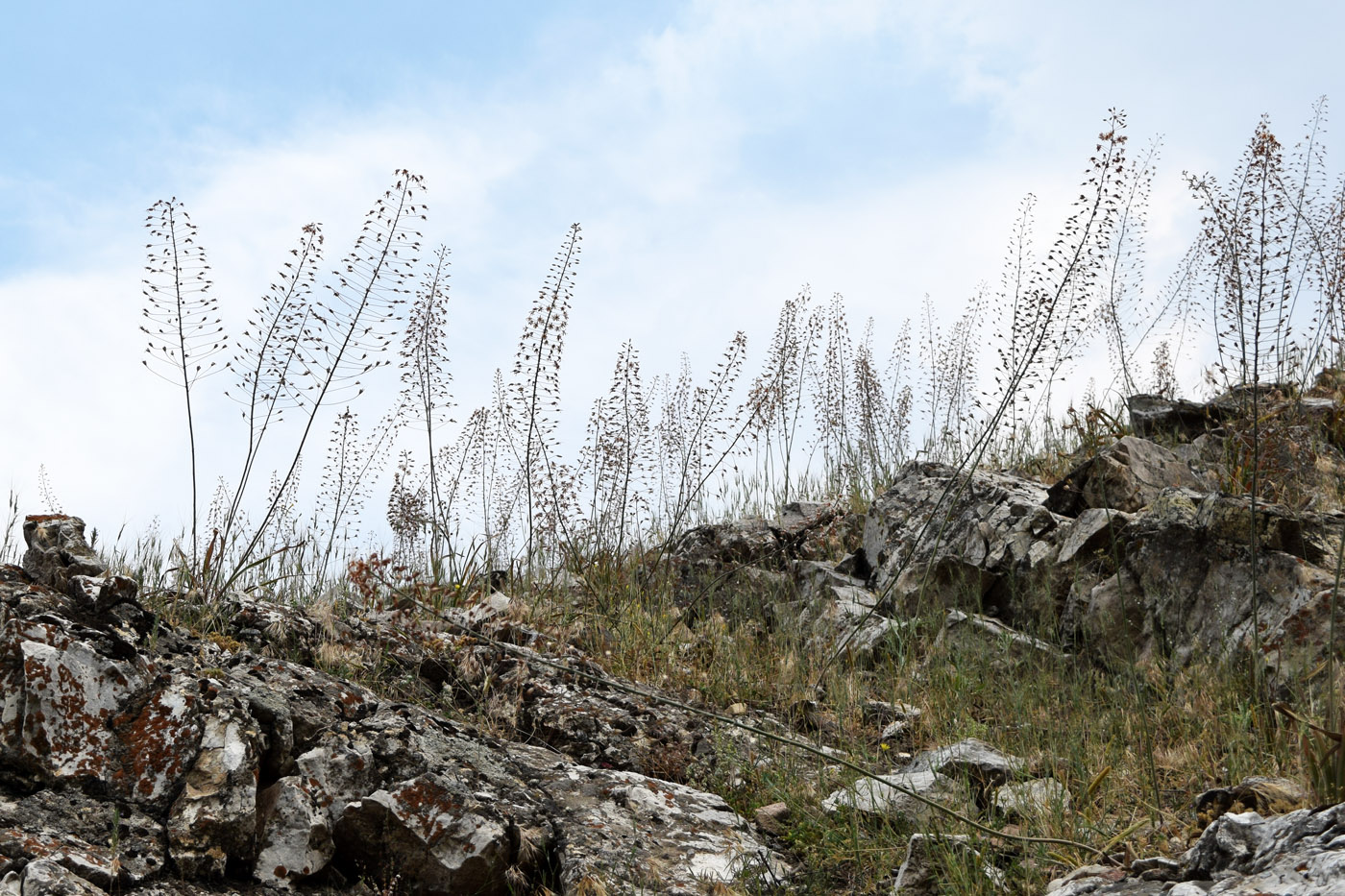 Image of Eremurus soogdianus specimen.