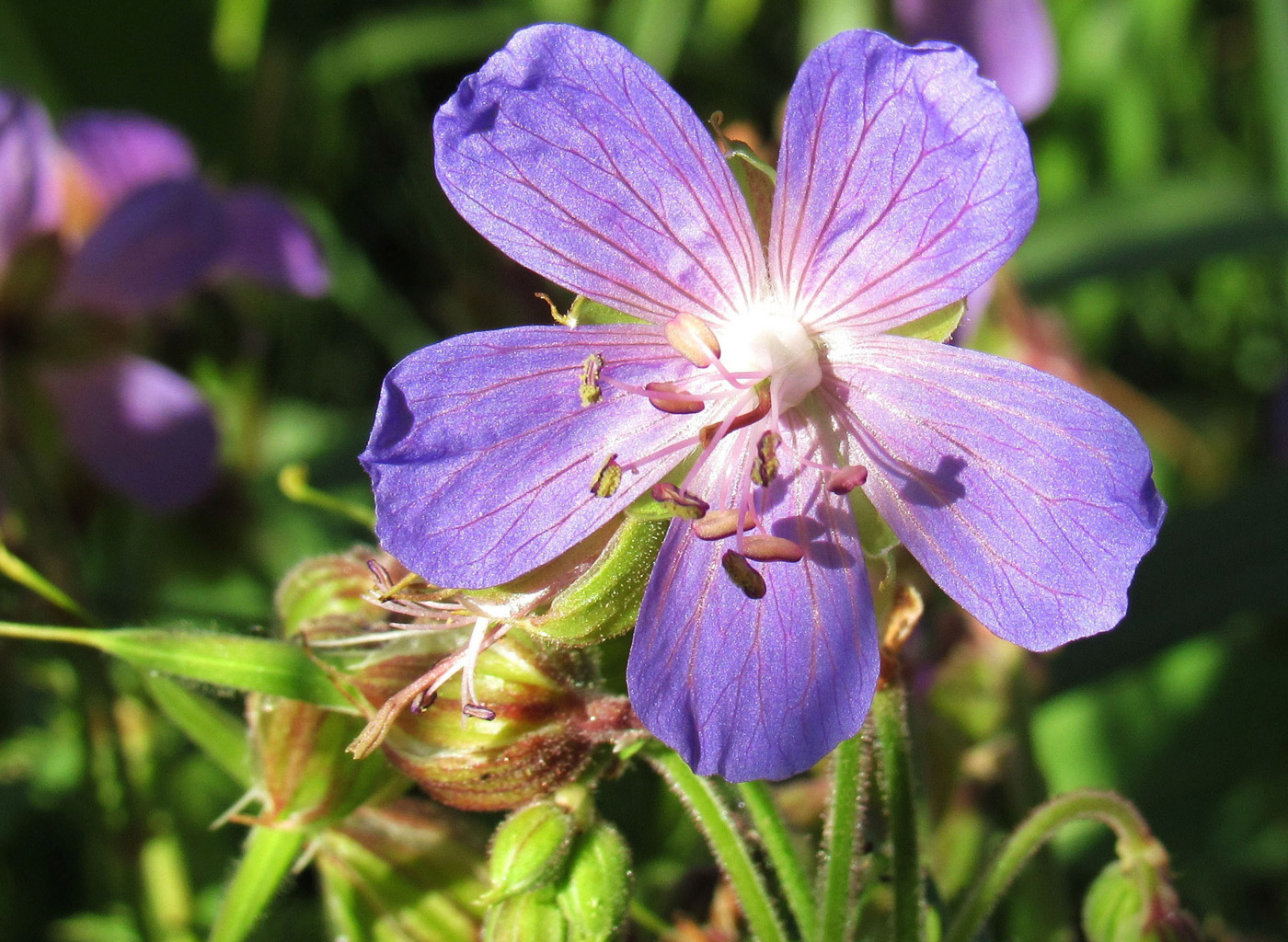 Image of Geranium pratense specimen.