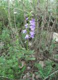 Campanula bononiensis