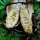 Cicuta virosa
