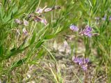 Polygala sibirica