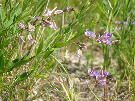 Image of Polygala sibirica specimen.