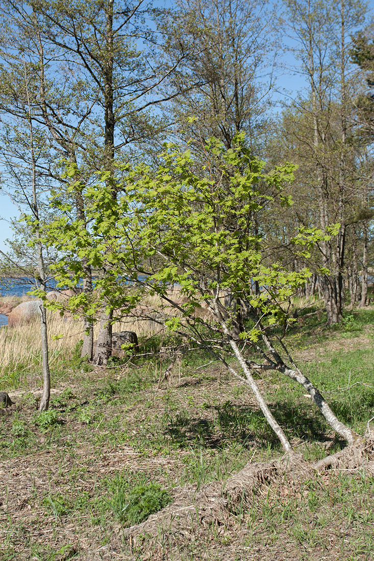 Image of Sorbus aucuparia specimen.