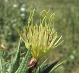 Carthamus lanatus