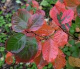 &times; Sorbaronia mitschurinii